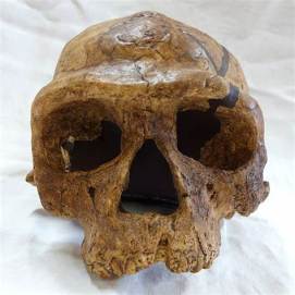 la préhistoire en 100 questions